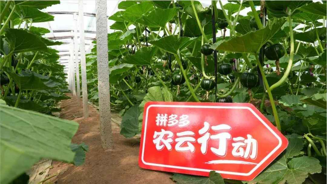 科技小院、新青年农人和拼多多--乡村振兴路上的时代新组合